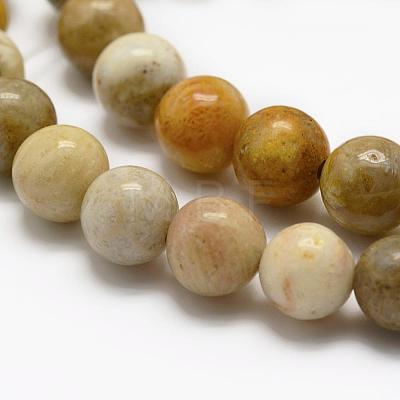 Natural Fossil Coral Beads Strands G-K194-6mm-05-1