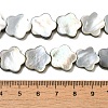 Natural Black Lip Shell Beads Strands SHEL-M021-02B-4