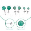 FIBLOOM 3 Pairs 3 Styles Natural Green Aventurine Round Stud Earrings with 925 Sterling Silver Pins EJEW-FI0002-16-3