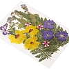 Pressed Dried Flowers DIY-YWC0001-97-4