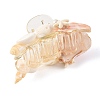 Shell & Starfish Shape Natural Shell Hair Claw Clips PHAR-TA000008-3