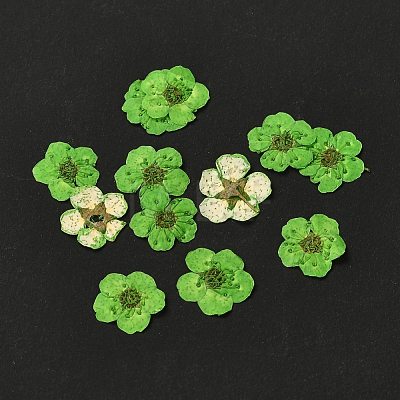 Narcissus Embossing Dried Flowers DIY-K032-60A-1