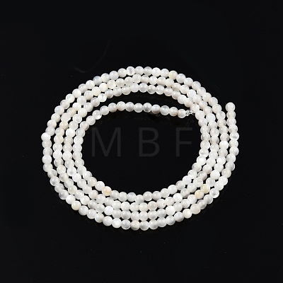 Natural White Shell Bead Strands SSHEL-N003-144A-01-1