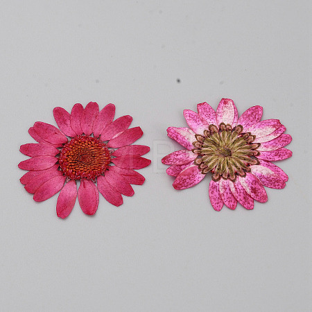 Pressed Dried Flowers DIY-WH0308-412A-1-1