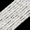 Natural Freshwater Shell Beads Strands SHEL-K006-72C-1
