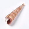 Natural Conch DIY-WH0097-01-2