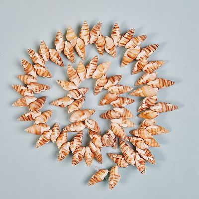 Natural Spiral Shell Beads Strands BSHE-SZ0001-05-1