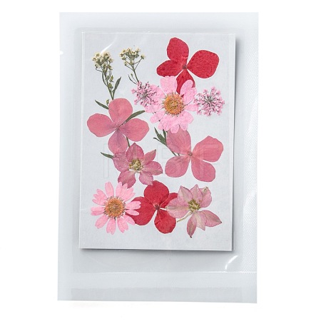 Pressed Dried Flowers DIY-F076-01D-1