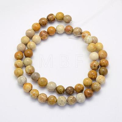 Natural Fossil Coral Beads Strands G-G697-F01-8mm-1