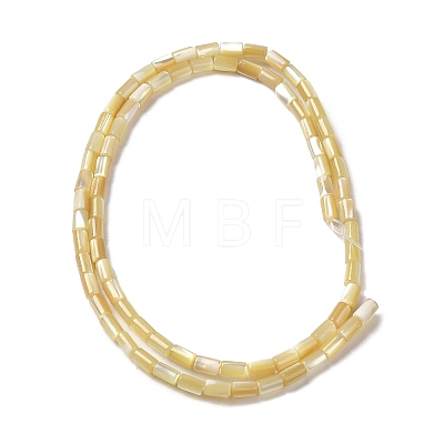 Natural Trochus Shell Beads Strands SHEL-K006-37-1