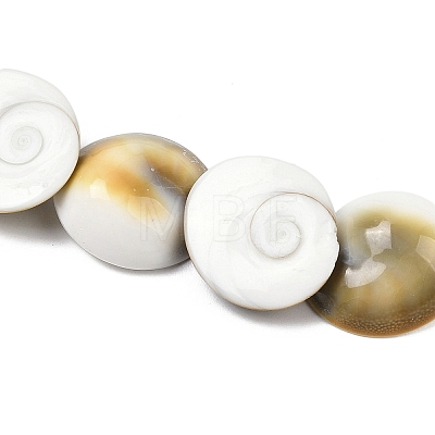Natural Shiva Eye Shell Beads Strands SHEL-G021-01C-1