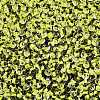 8/0 Inside Colours Transparent Glass Seed Beads SEED-T007-06C-2