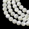 Natural Trochid Shell/Trochus Shell Beads Strands SH-CBA2978-16B-2