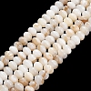 Natural Freshwater Shell Beads Strands SHEL-C010-04A-01-1