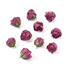 10Pcs Preserved Rose Pendants KY-TA0001-59B-3