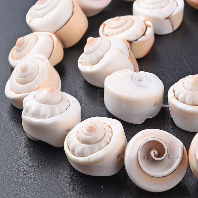 Natural Spiral Shell Bead Strands SSHEL-N034-106-1