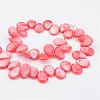 Natural Shell Beads Strands X-BSHE-P019-14-2