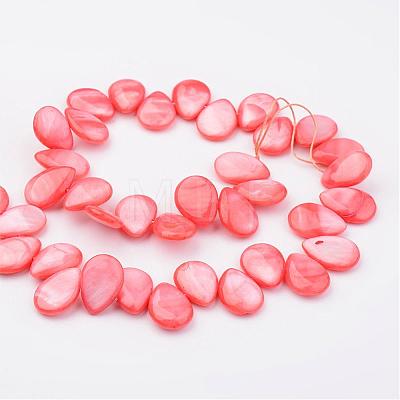 Natural Shell Beads Strands X-BSHE-P019-14-1