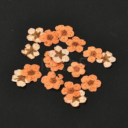 Narcissus Embossing Dried Flowers DIY-K032-60I-1