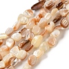 Natural Sea Shell Beads Strands SHEL-K006-16B-1